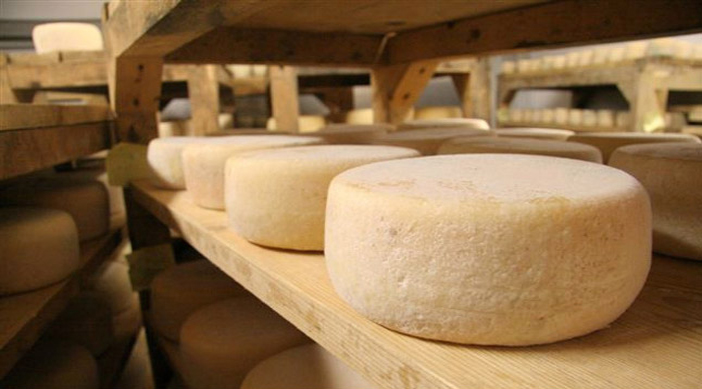 Crisi latte ovino in Toscana. Remaschi: «Regione con allevatori e mondo cooperativo per rilanciare la filiera»