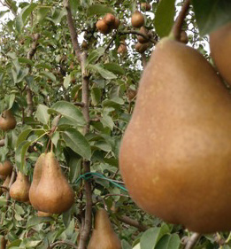Pere Abate e Alternaria. Prezzi all’ingrosso (1,73 euro/Kg) in rialzo sul 2018