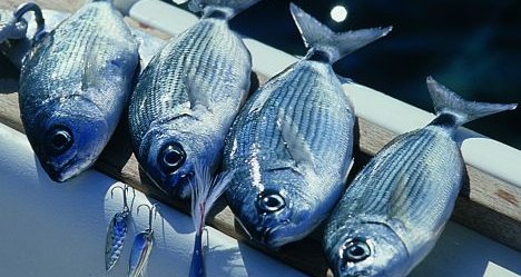 Puglia. GAL Terra dei Trulli e di Barsento: pubblicati bandi interventi 1.3 e 3.3 (vendita diretta prodotti della pesca)