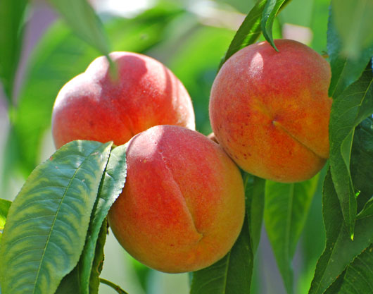 Frutta estiva, prezzi irrisori. Cia, speculazioni spingono prezzi a ribasso