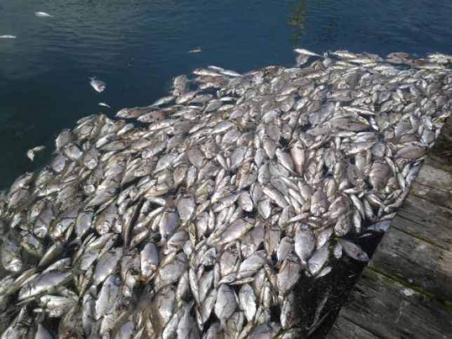 Morìa di pesci, Regione Toscana delibera calamità naturale per Orbetello