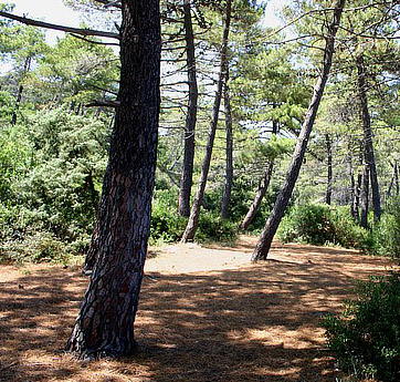 Rimuovere il sottobosco indebolisce la pineta e diminuisce la sua sicurezza. Ecco perchè