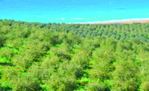 Domenica in vigna: la natura è di scena da Planeta