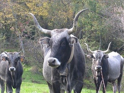 Bovini in marcia, transumanza per 300 capi dalla Puglia al Molise
