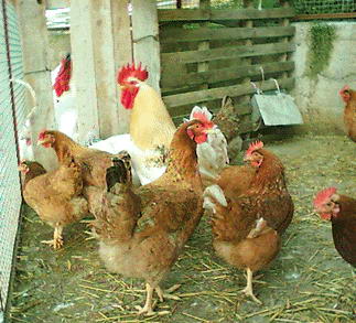 Coronavirus. Galline, agnelli e mozzarelle: è boom furti nelle campagne deserte