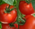 Pomodoro da industria, nasce il primo Polo distrettuale del Centro-Sud