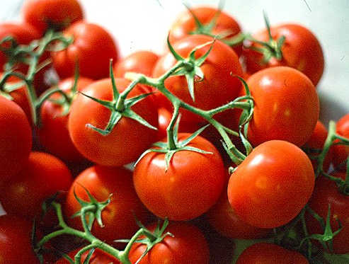 Pomodoro da industria. Prevista una produzione da 2,4 tonnellate, ma calano le superfici coltivate