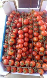 pomodori_pachino_AGRICULTURAit.jpg