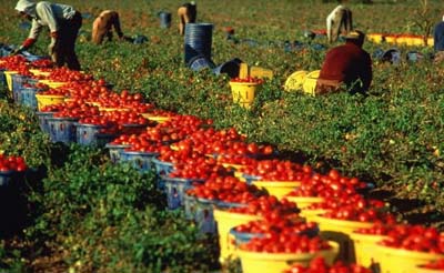 Coronavirus. Cia: la campagna non aspetta, subito risposte per reclutare 250mila lavoratori