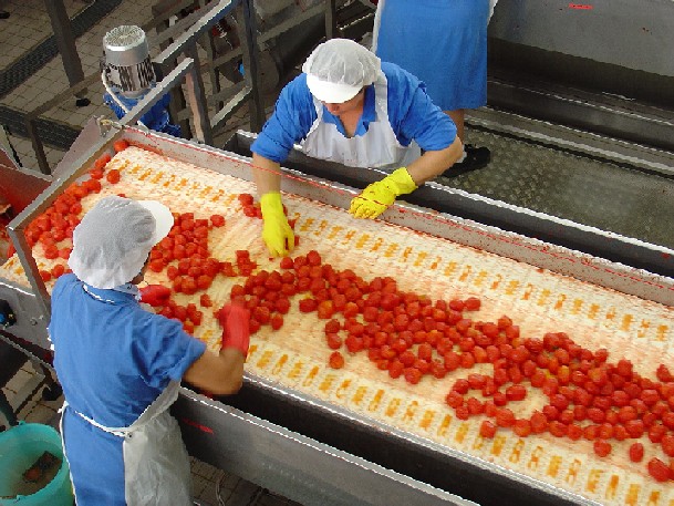 Pomodoro da industria: campagna 2015 nelle previsioni. Superfici in calo (-4%)