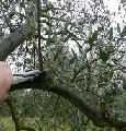 Olivo, corsi di potatura in provincia di Siena. Al via le iscrizioni