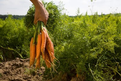 Progetti di ricerca in agricoltura biologica. Firmato il bando per oltre 4 milioni di euro