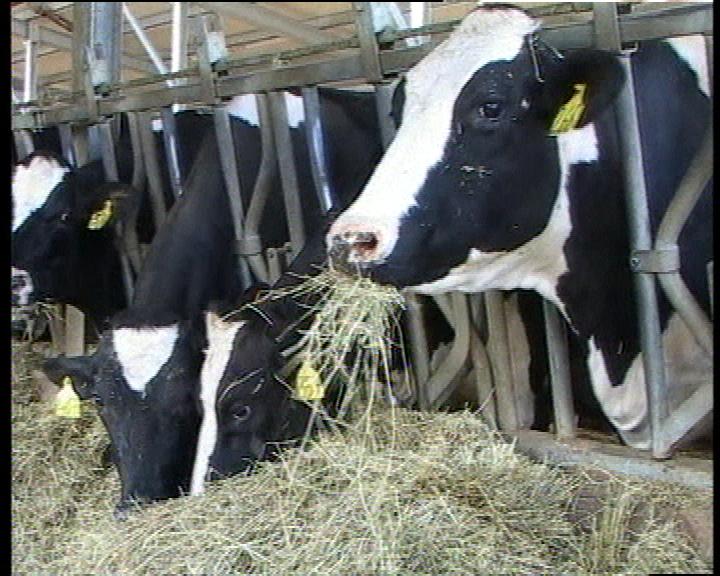 Confagricoltura e Copagri Puglia: prezzo latte ai produttori, gravi scorrettezze. Serve intervento assessorato