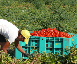 Non abbiamo manodopera. Disagi aziende agricole a Padova, Confagricoltura va dal Prefetto
