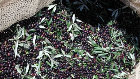Olio, la scelta estrema di Podere Forte di fronte all’annus horribilis: ‘Noi non lo produciamo’