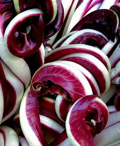 Radicchio rosso di Treviso, nel 2010 + 10% nelle semine
