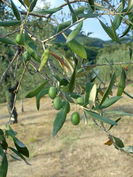Truffa olio, commenti favorevoli di Ministro e associazioni su Operazione Arbequino