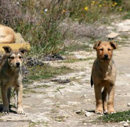 Lupi e ibridi, positivo per Cia Toscana il piano della Regione