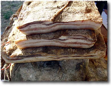 CUN Tagli di Carne Suina Fresca: i prezzi della settimana (23-27 gennaio)