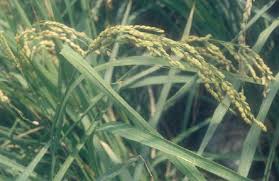 Riso: no a ipotesi di nuove concessioni import a dazio zero. Troppi rischi per le nostre produzioni