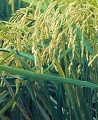 Agrofarmaci in risicoltura: impiego sostenibile e competitività delle imprese