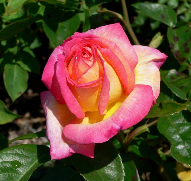 Rose in mostra in provincia di Brescia con AmoRosa