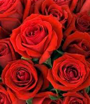 San Valentino, nonostante la crisi il 46% degli innamorati regala fiori