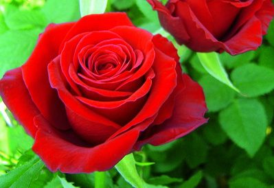A San Valentino la rosa rossa resta il fiore più regalato. Cia Toscana  Centro: prezzi in crescita per il prodotto locale, produzione in calo per i  costi energetici