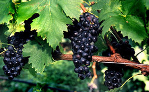 Per il Sangiovese di Romagna sono in arrivo le sottozone