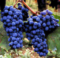 Vini romagnoli, cambio dei disciplinari di produzione
