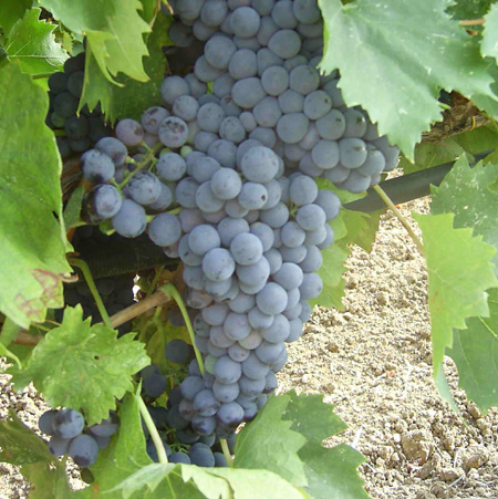 Verso il terzo Simposio: il Sangiovese sposa i terroir di tutto il mondo