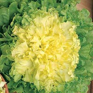 Sulle tavole italiane arriva la prima scarola “riciclata”