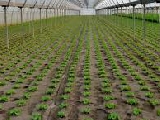 Il gasolio agricolo non arriva alla frutta
