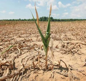 siccita-agricoltura-2.jpg
