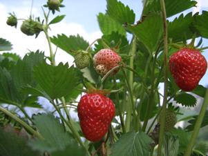 Festa della fragola in Val Martello (BZ) il 29 e 30 giugno
