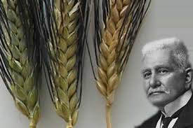 I ‘segreti’ sul miglioramento delle varietà agrarie nel libro dedicato al genetista Strampelli