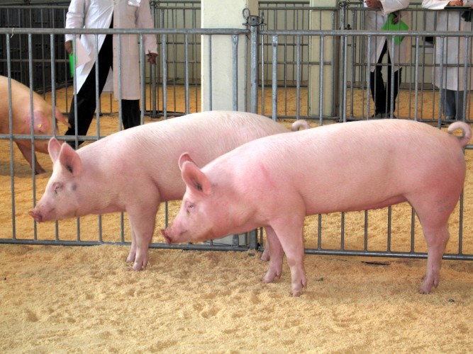 Export carni suine in Cina. Ministro Grillo e ambasciatore cinese Li Ruiyu hanno firmato protocollo. Soddisfazione Assica