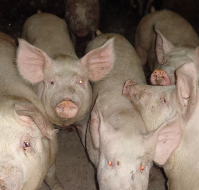 Peste suina. Copagri: grazie alla GdF per aver scoperto e distrutto carne potenzialmente contaminata