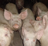 Carne suine. La Cun rende noti i prezzi della settimana