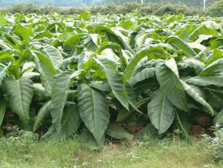 Tabacco, il km zero salva 50mila posti di lavori