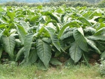 Dal 2015 tabacco a rischio ‘chiusura’ in Italia. Tremano 50mila lavoratori