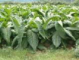Tabacco, accordo Mipaaf-Manifatture Sigaro Toscano per tutela produzione italiana