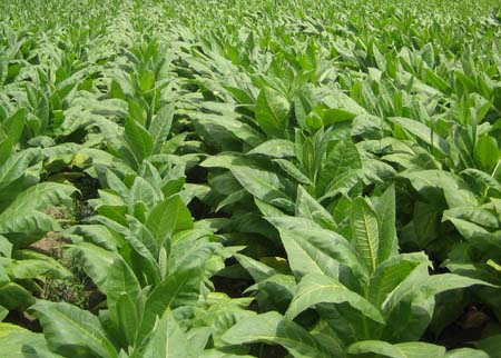 Supporto della filiera tabacchicola italiana, JTI incontra il Ministero delle politiche agricole per sostenere gli investimenti