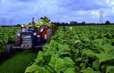 Tabacco, la Toscana investe 70 milioni in tre anni