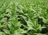 Toscana, 50 milioni per il tabacco disponibili dal 2011