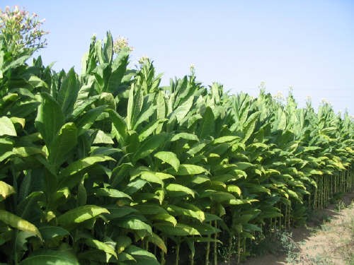 Tabacco, Centinaio (Mipaaf): Presto tavolo con intera filiera. Coinvolgeremo anche Mef