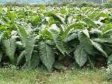 Lavoro, accordo per tabacco a km 0 salva 50mila posti
