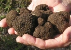 Tartufo e frodi, nel senese un nuovo sistema di controllo