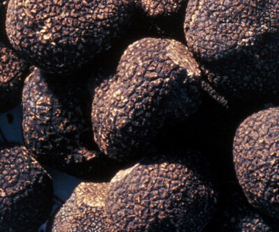 Tartufo, dieta mediterranea, olio e Unesco: a Campello sul Clitunno se ne discute in ottica di ripresa
