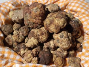 tartufo_2.jpg